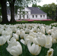 Tulipaner i hagen på Bygdø  (Foto: Ole Johan Hildre, Det kongelige hoff)